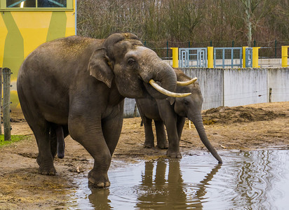 亚洲大象一起喝水，有象牙的雄象把鼻子放在嘴里，来自亚洲的濒危动物