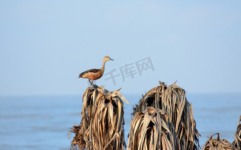 较小的印度口哨鸭 (Dendrocygna javanica) 一种树上筑巢的湿地水鸟，棕色长颈深灰色喙腿被发现坐在干燥的树叶河口上。 