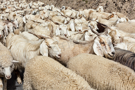 喜马拉雅山的 Pashmina 绵羊和山羊群