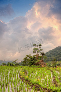 在稻田大阳台，巴厘岛的日落
