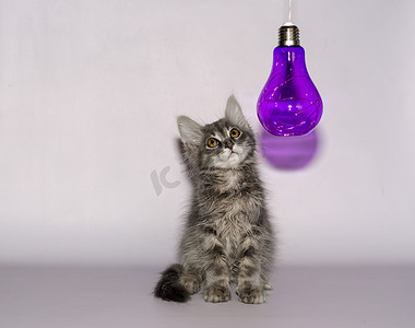 后面摄影照片_透明紫色装饰灯下的灰色蓬松小猫