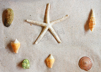 沙滩上生物摄影照片_沙滩上的各种贝壳