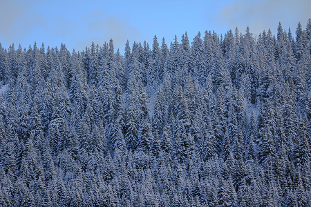非常美丽的冬天风景与杉树