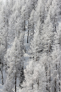 冬天山的美丽的森林