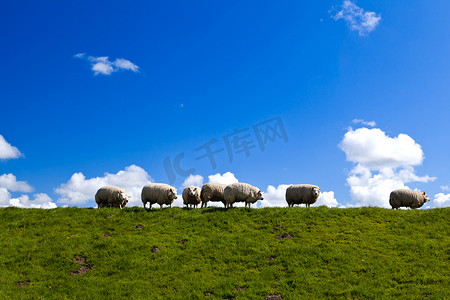 地平线上的荷兰羊