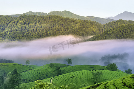 Long Coc绿茶小山概述， Phu Tho，越南。