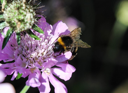 Bombus terrestris、浅黄色尾巴大黄蜂或大土蜂的特写，从花中采集花蜜