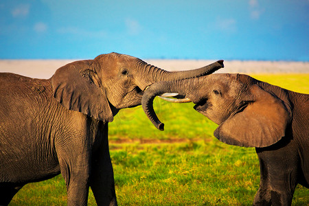 大象在稀树草原上玩耍。