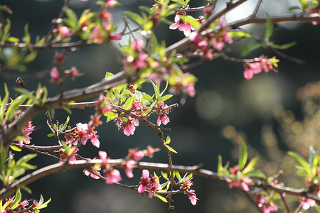 桃花