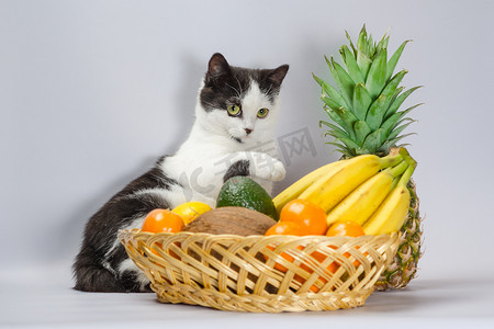 黑白相间的肥猫在一篮子热带水果上举起爪子