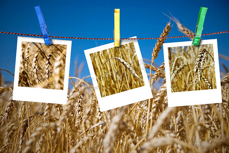 麦子照片挂在绳子上，别针贴在麦田上