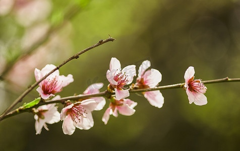 桃花开春