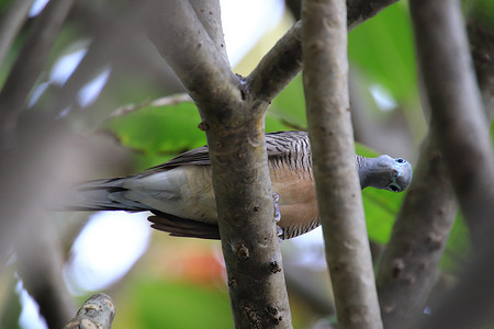 和平的白鸽摄影照片_栖息在树枝上的野鸽看着相机看起来很有趣