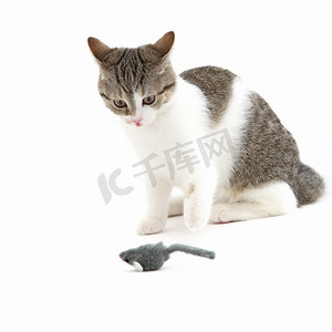 猫期待地看着玩具老鼠