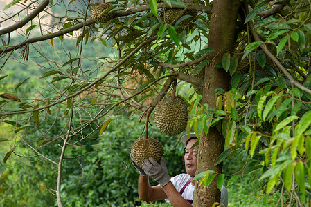 榴莲树摄影照片_农夫和黑刺李榴莲树。