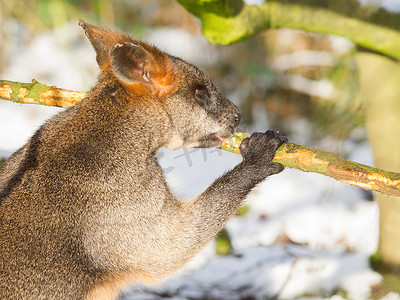沼泽小袋鼠在雪地里吃东西