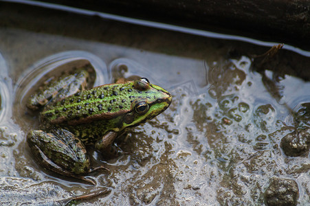 青蛙小青蛙摄影照片_坐在水中泥里的绿色小青蛙