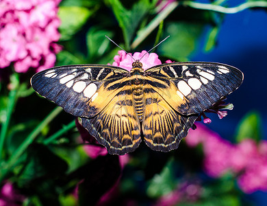 明亮的黑黄色大蝴蝶坐在艺术品上展开翅膀