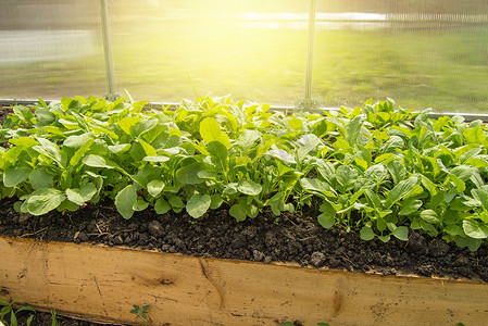 温室中的幼萝卜植物，全年在室内种植有机蔬菜的概念