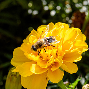 黄花宏上的蜜蜂