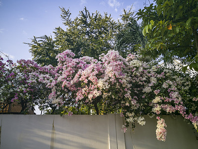 九重葛花的花序在墙壁篱芭的