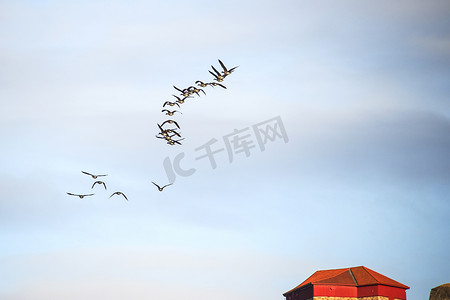 加拿大鹅 (branta canadensis) 飞得很高