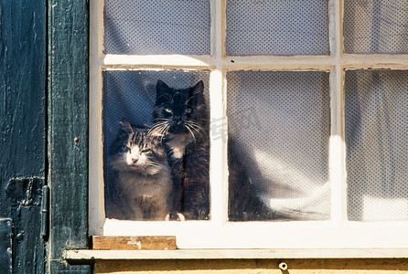 两只猫透过老式窗户看。