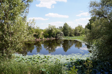 字体样式摄影照片_伏尔加河泛滥平原的莲花
