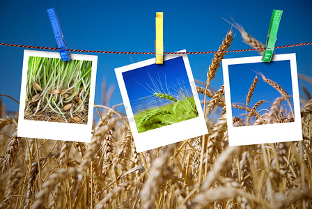 小麦的照片用别针挂在绳子上。