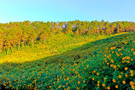 山松园花