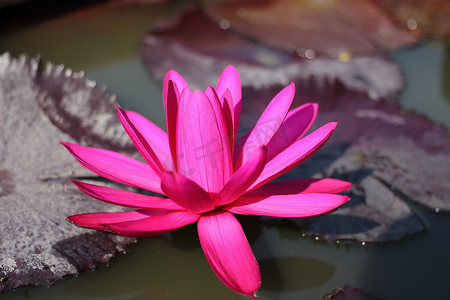 一朵睡莲摄影照片_关闭在池塘的一朵桃红色睡莲