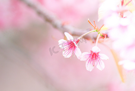 春天的樱花，焦点柔和，不聚焦模糊的 spri