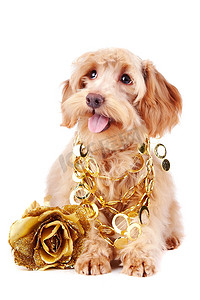 带金饰和金玫瑰的装饰狗