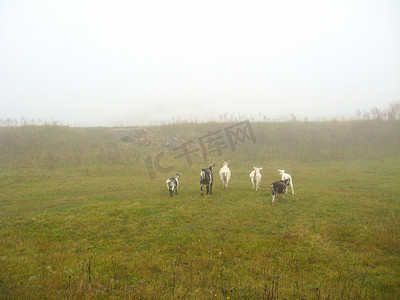 有雾的田野上的山羊群