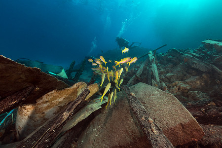 红海中的游猎船残骸和水生生物。