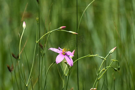 樱桃星花草原摘要 (Chironia palustris)