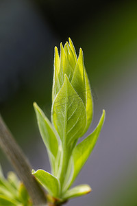 种植丁香叶