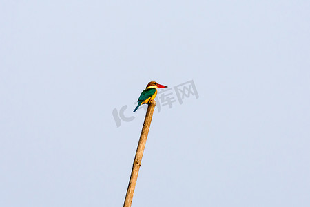 一只中等大小的多色普通翠鸟坐在竹子上等待抓鱼。