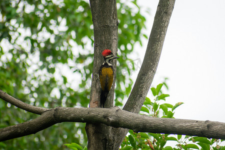 在森林林地的树干中发现的幼年大啄木鸟 (dryocopus lineatus)。