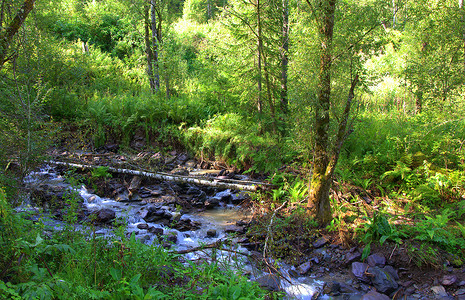山河湍急的流水绕过枯枝落叶的树木。