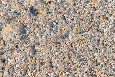 沙滩上的贝壳碎片
