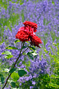 红玫瑰花园