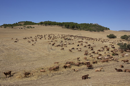 猫尼日尔自然公园角的安达卢西亚山羊群
