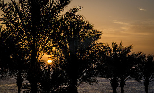 树枝晚上摄影照片_晚上风景日落太阳在棕榈树中的红海我