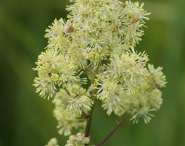 天然药摄影照片_Thalictrum flavum，以通用名称普通草地芸香和黄色草地芸香而闻名。