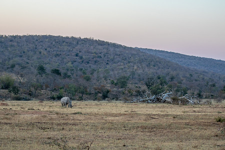 白犀牛在开阔的平原上吃草。