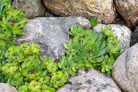 多年生植物摄影照片_多年生植物 sempervivum 作为 houseleek 在夏季花园假山的岩石花园中