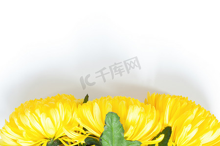 底部阴影摄影照片_在白色背景的充满活力的黄色菊花。