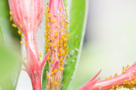 花上的蚜虫
