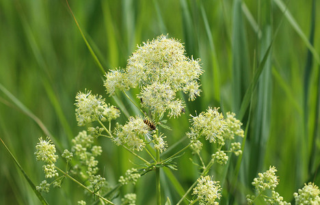 天然药摄影照片_Thalictrum flavum，以通用名称普通草地芸香和黄色草地芸香而闻名。